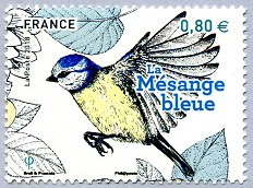 La mésange bleue