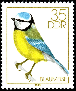 La mésange bleue