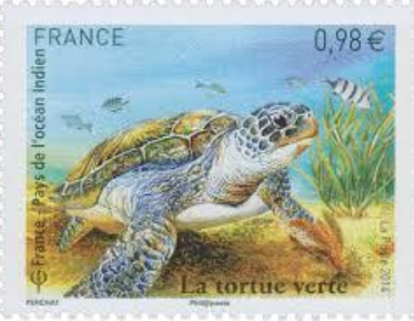 La tortue marine